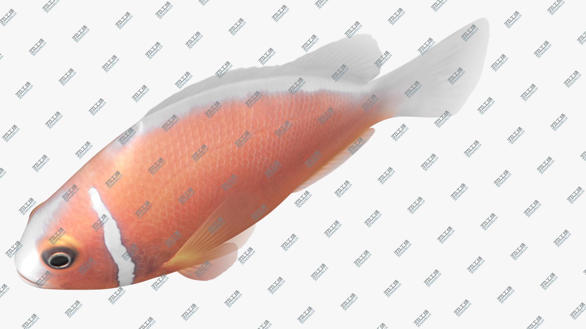 images/goods_img/202105074/Pink Skunk Clownfish Animated model/5.jpg